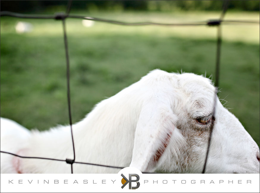 2150,Chattanooga-Tennessee-wedding-photogarpher,Barn-at-High-Point-Farms,Flintstone,Georgia,farm-weddings